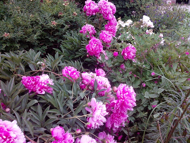 夏季园中盛开的牡丹花