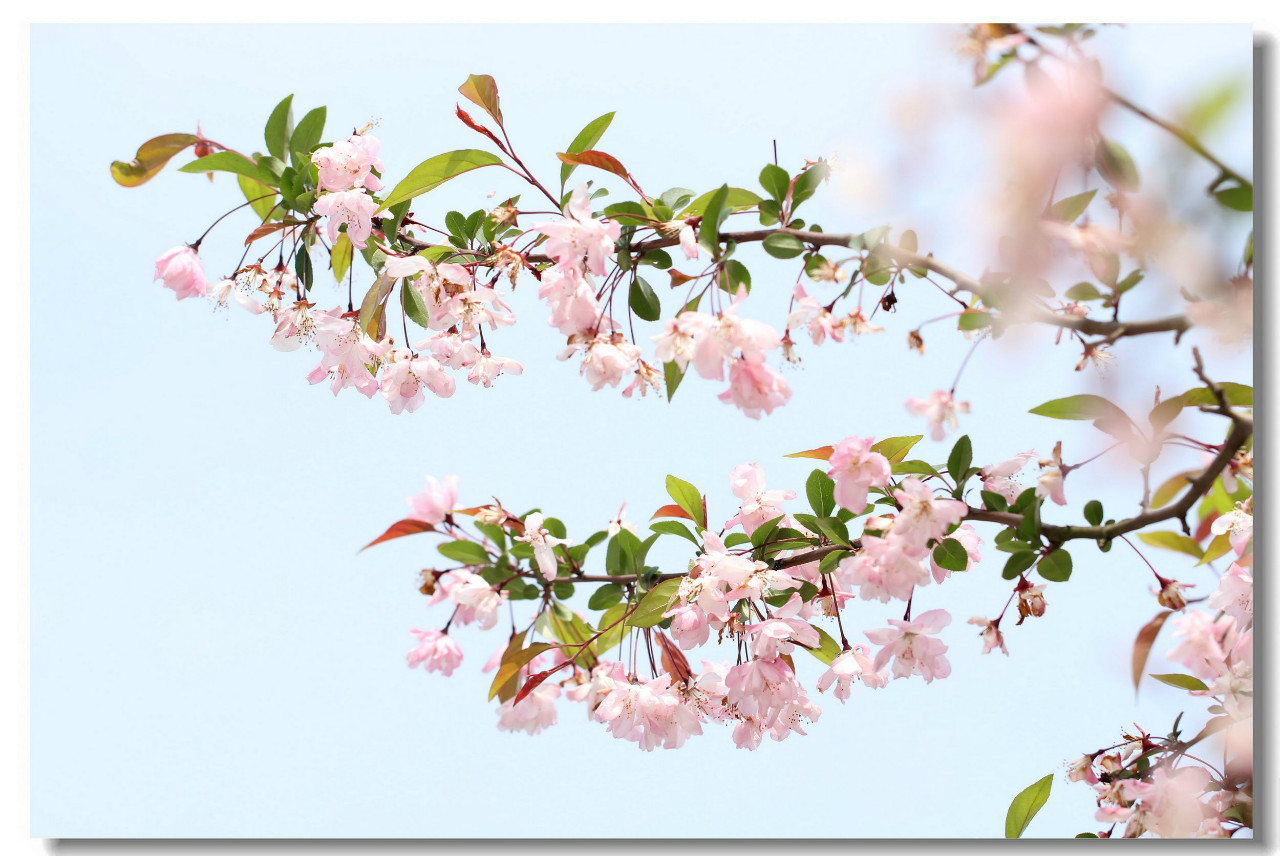 春天垂丝海棠花