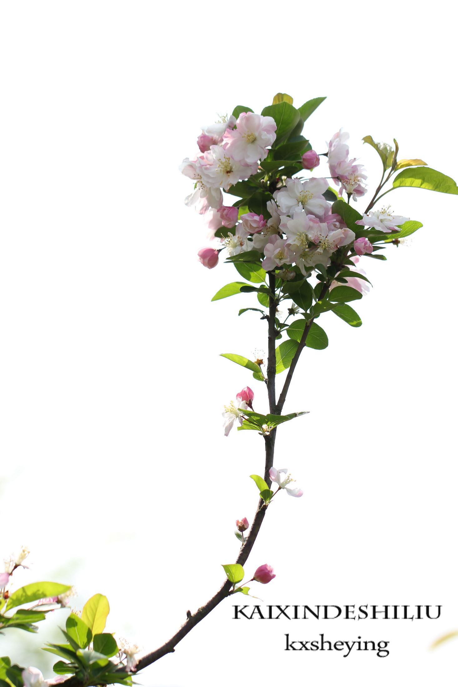 春天垂丝海棠花