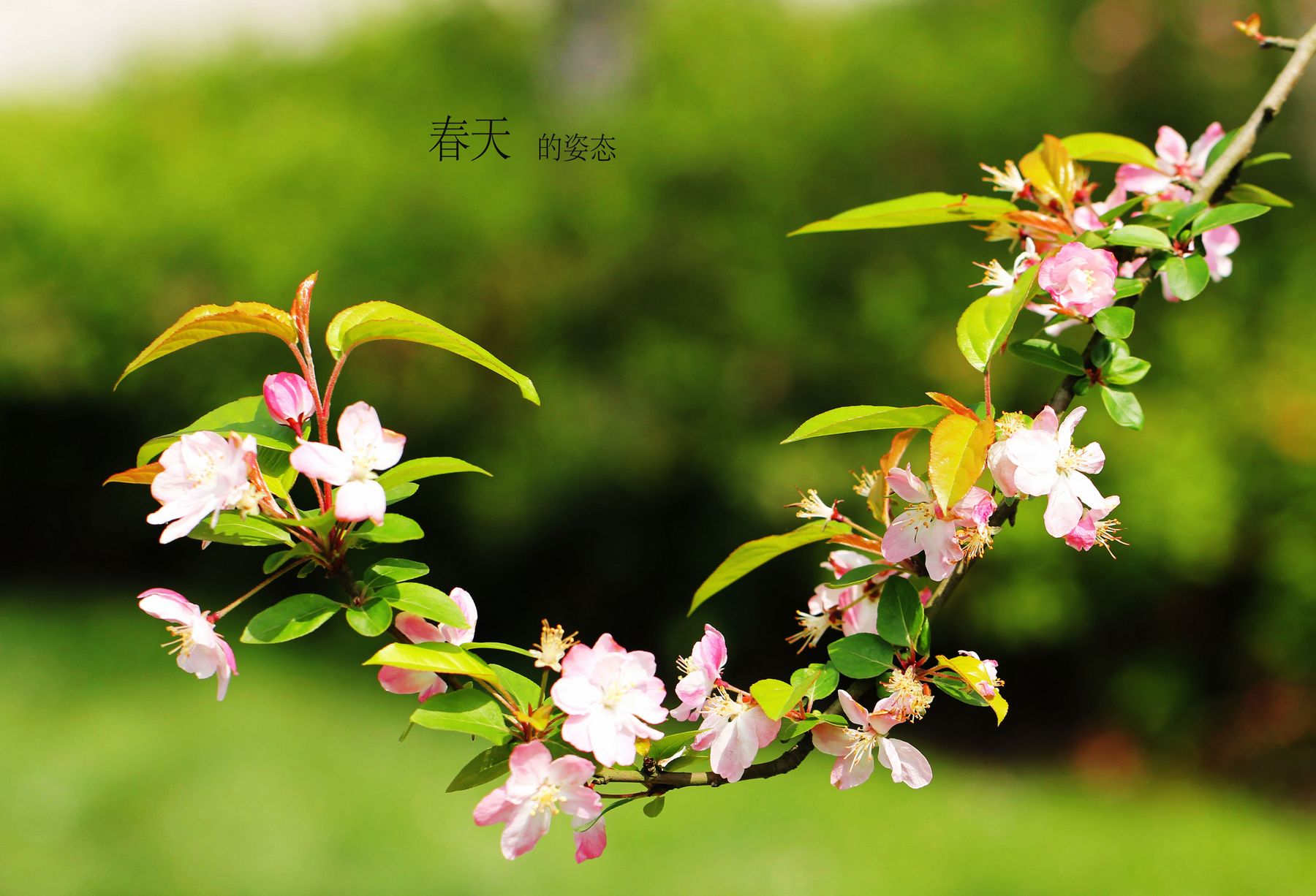 春天垂丝海棠花