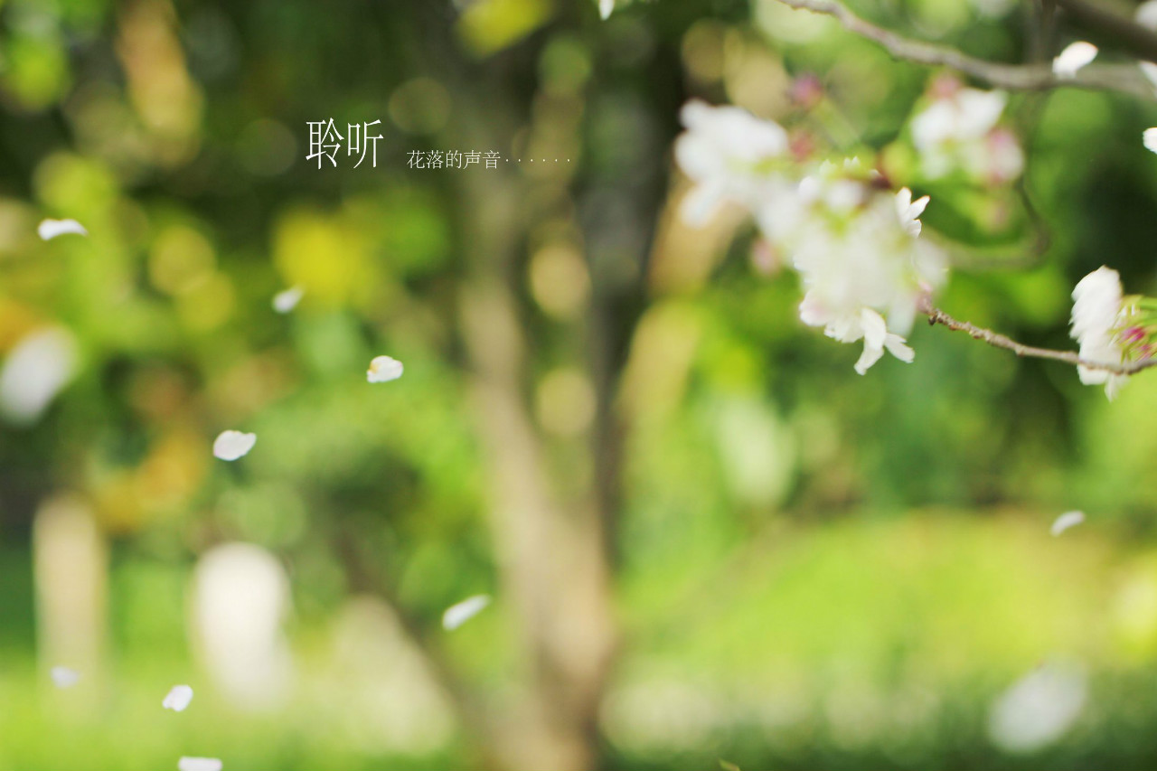 春天垂丝海棠花